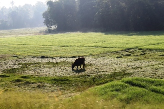 cow-in-the-wilderness
